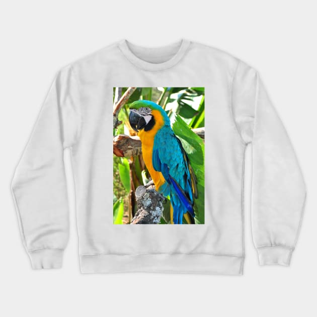 Macaw Parrot Yellow And Blue Bird Crewneck Sweatshirt by AndyEvansPhotos